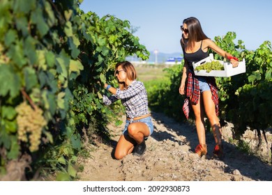 Two Girls Picking Up Grapes In A White Wooden Crate. Harvest Season At A Vineyard Field. Rural Tourism Concept..