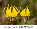 Two glacier lilies near rowena crest in the eastern Columbia Gorge, Oregon.  
