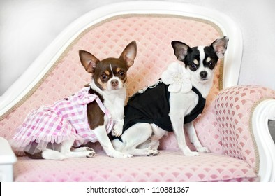 Two Glamour Little Dogs On Pink Sofa