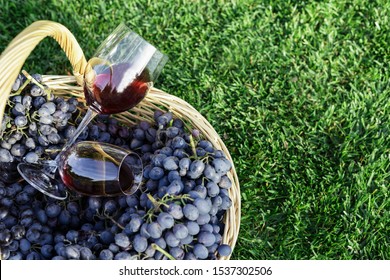 Two glasses of red wine in basket of fresh grapes harvest on lawn, green grass outside. Homemade wine making. Wine tasting in vineyard. Copy Space. Cabernet Sauvignon, Merlot, Pinot Noir, Sangiovese