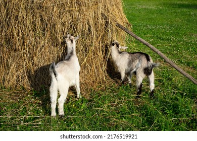 Two Goat Children Eat Hay From A Folded Haystack In A Field