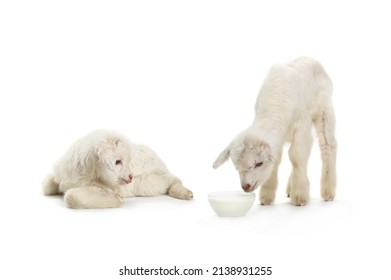 Two Goat Kid Isolated On White Background. Studio Shot