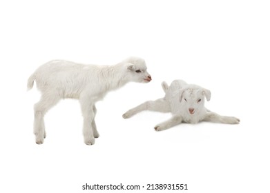 Two Goat Kid Isolated On White Background. Studio Shot