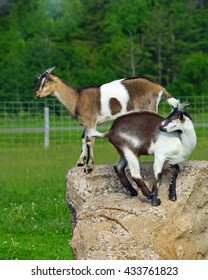 Two Goat Kids Climbing And Playing On A Rock In The Pasture.