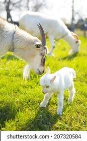 Two Goats And Baby Goat In Pasture