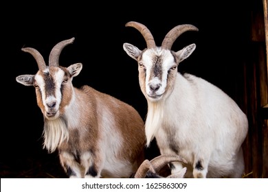 two-goats-eating-on-farm-260nw-1625863009.jpg