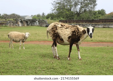 Two Goats Grazing In The Field. One Adult Goat Is Pregnant. And Another One Is The Adult Kid. They Usually Called As Wool Goat Or Sheep.