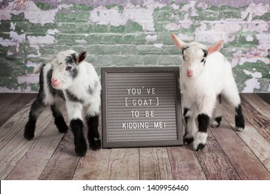 Two Goats with Letter Board Phrase “YOU’VE GOAT TO BE KIDDING ME”
