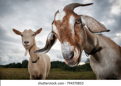 Two goats look at the camera