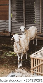 two goats looking at the camera