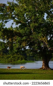 Two Goats On The Banks Of The Guaporé - Itenez River, In The Beautiful, Remote Fazenda Laranjeiras Farm, Rondonia State, On The Border With The Beni Department, Bolivia