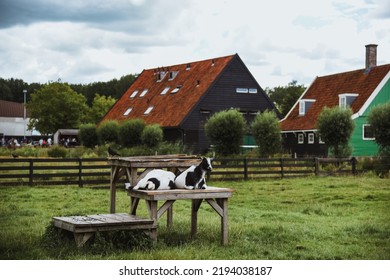 Two goats resting on a wooden structure in a farm in the village of Zaanse Schans, in the Netherlands... - Shutterstock ID 2194038187