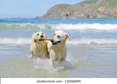 two golden retriever dogs coming with stick out of the sea
