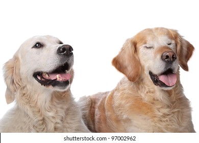Two Golden Retriever dogs in front of a white background. Dog on the right is blind.