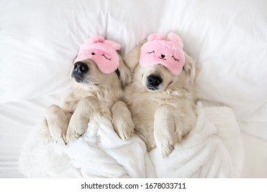 two golden retriever dogs sleeping in pink sleeping mask, top view