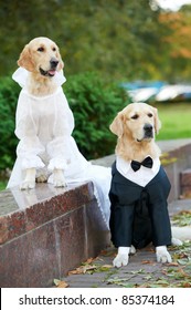 two golden retriever dogs  wedding clothing sitting outdoors