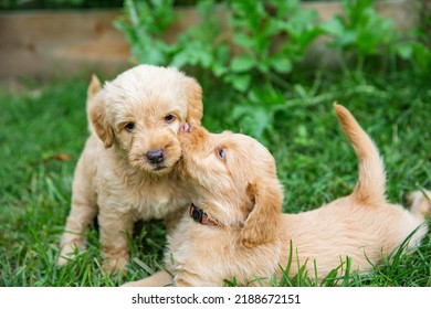 1,249 Golden retriever kiss Stock Photos, Images & Photography