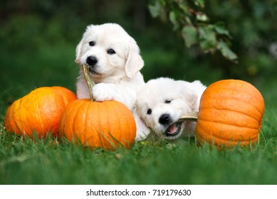 two golden retriever puppies playing with pumpkins