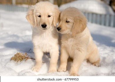 Two Golden Retriever Puppies In Snow