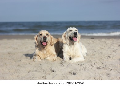 Two Golden Retrievers On The Beach