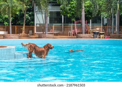 Two Golden Retrievers Play In The Pool