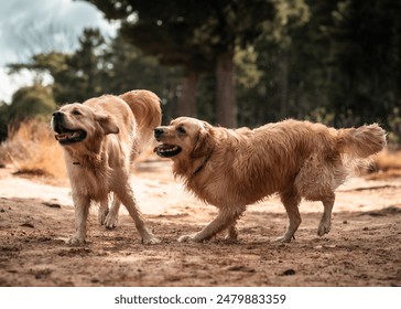 Two golden retrievers playing together in a forest - Powered by Shutterstock