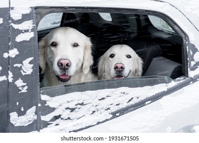 Two Golden Retrievers Sit In A Snow-covered Car And Look Out The Open Window. A Trip For A Winter Walk With Your Pets.