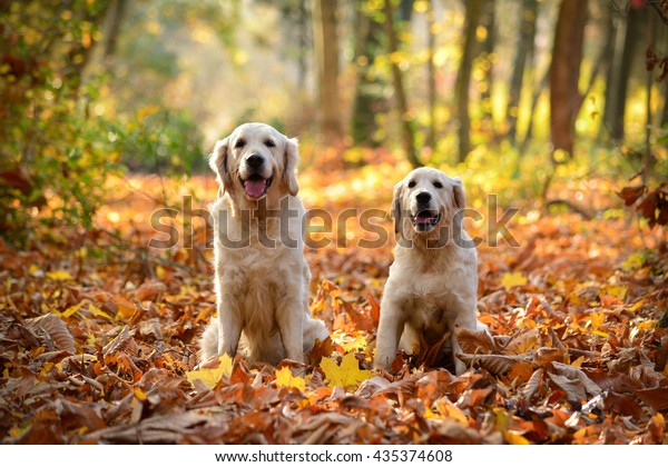 Two Golden Retrievers Sitting On Forest Stock Photo (Edit Now) 435374608