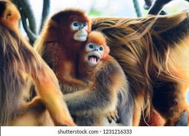 Two Golden Snub Nosed Monkeys On A Tree
