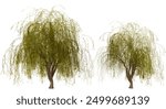 Two Golden Weeping Willow Trees Isolated on Black Background. Ornamental Plants for Landscape Design.