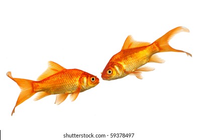 Two Goldfish kissing isolated on a white background