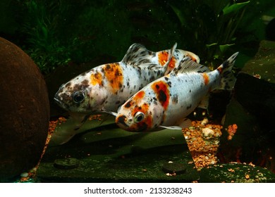 Two Goldfish Of The Shubunkin London Breed In An Angled Shot, In A Cold Water Aquarium