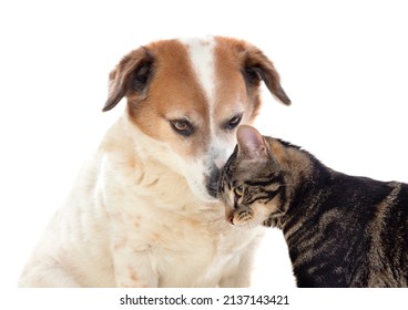 Two Good Friends, Dog And Cat Isolated On A White Background