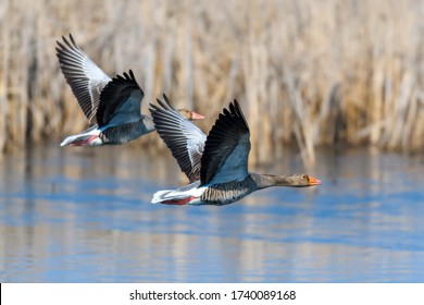Two goose flying bird in the nature habitat, action scene with open wings. Bird in fly, lake with grass in the background
