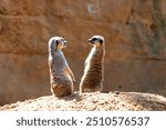 Two gophers stand on their hind legs, looking at each other, in a pose that forms the shape of a heart