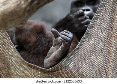   Two Gorillas In A Hammock     