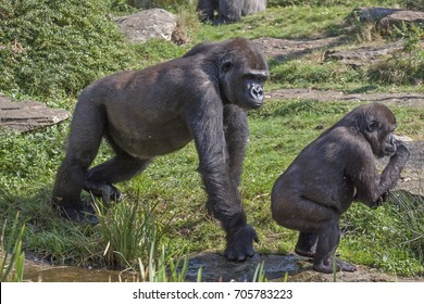 Two Gorillas, S Walk Through The Park