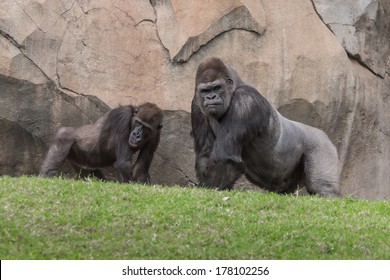 Two Gorillas Talking