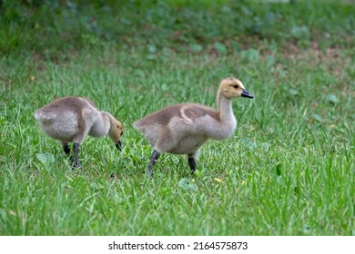 Two Goslings, Young Canada Geese, Foraging In A Grassy Meadow.