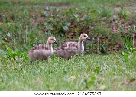 Two Goslings, young Canada Geese, walking through a grassy meadow.