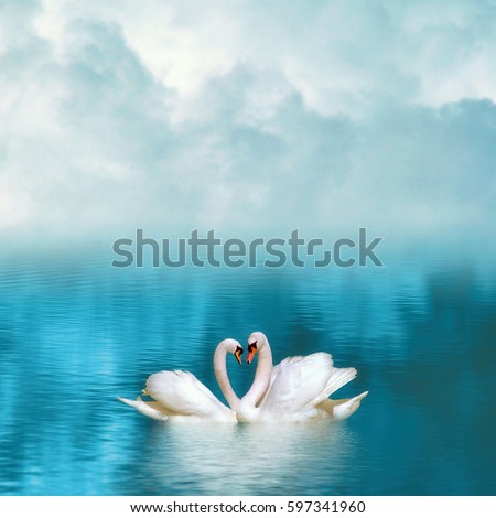 Two graceful swans in love reflecting in calm emerald water on foggy background. Swans couple on emerald lake