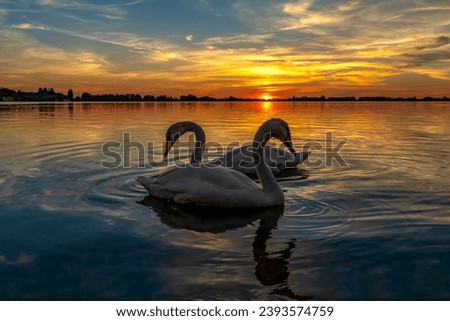 Two graceful swans pose during a colorful sunset over lake Zoetermeerse Plas, Netherlands Imagine de stoc © 