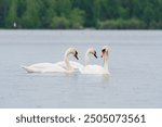 Two Graceful white Swans swimming in the lake, swans in the wild. The mute swan, latin name Cygnus olor.