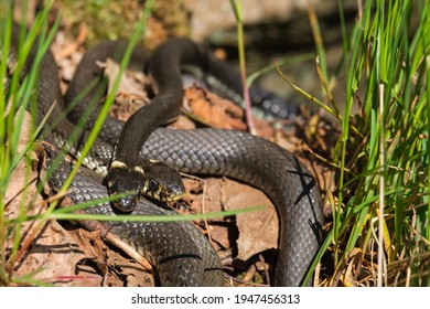 803 Snake Basking Sun Images, Stock Photos & Vectors | Shutterstock