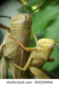 Two Grasshoppers Having Sex Holding Stock Photo Shutterstock