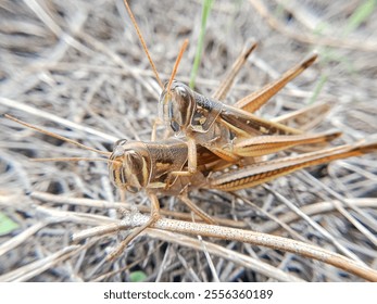 two grasshoppers mating. grasshoppers mating. Orthoptera - Powered by Shutterstock