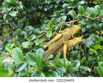 Two Grasshoppers Stuck Together In The Leafs