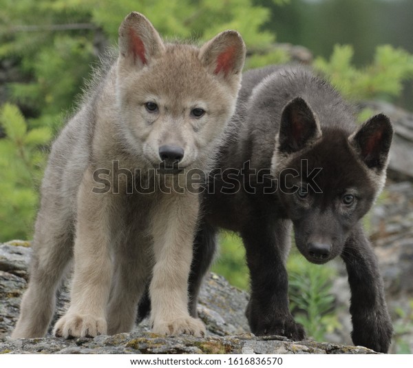 Two gray and black\
wolf cubs stand nearby