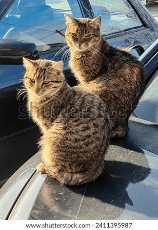 Two gray and brown stripped cats , sitting on the car hood for heat. Winter season. 
