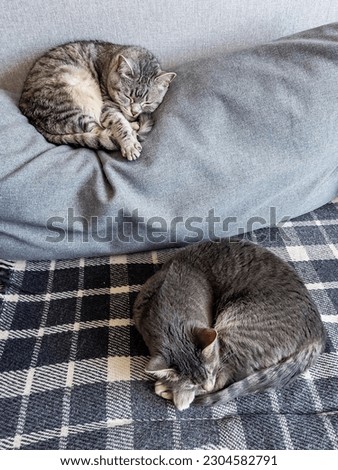 Two gray cat on а sofa Сток-фото © 